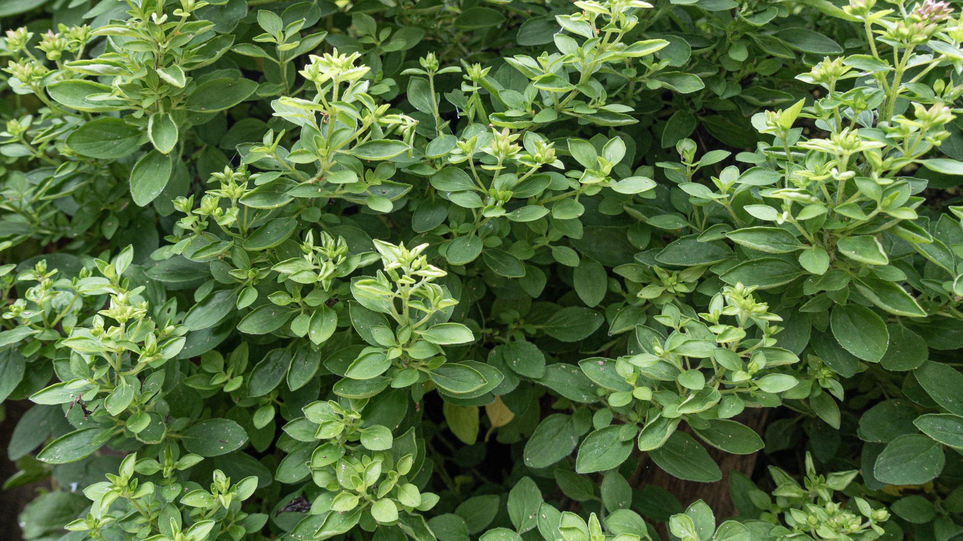 По нежна от ригана: За какво да използваме майорана