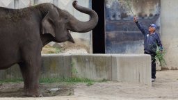 Почина дългогодишният гледач на слоновете в столичния зоопарк бай Иван