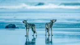 Морските вълци съществуват - и ловуват по бреговете на тази държава(снимки/видео)