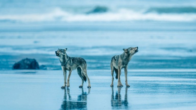 Морските вълци съществуват - и ловуват по бреговете на тази държава(снимки/видео)