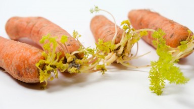 Безопасни ли са за консумация покълналите моркови