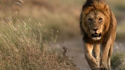 Край на шоуто и тълпите: Възрастни лъвове бяха спасени от евтаназия в Нова Зеландия