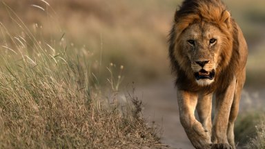 Край на шоуто и тълпите: Възрастни лъвове бяха спасени от евтаназия в Нова Зеландия