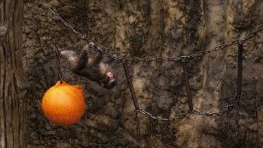 Изоставеният от майка си макак Пънч си намери нови приятели