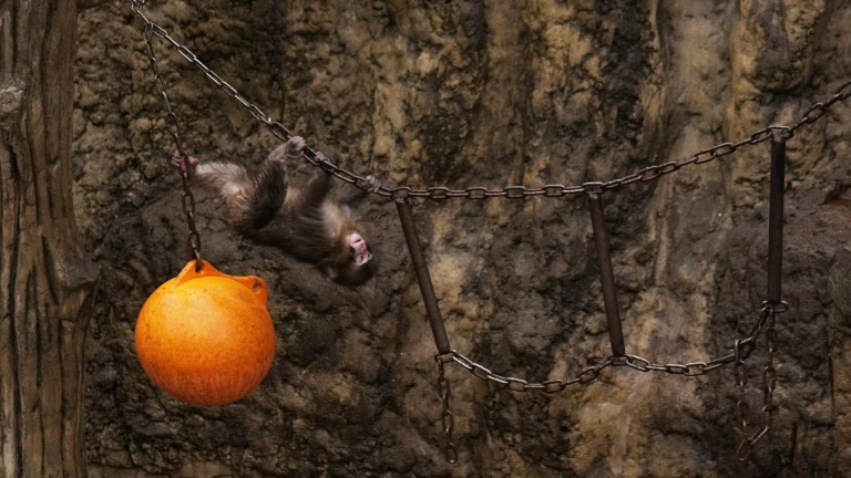 Изоставеният от майка си макак Пънч си намери нови приятели