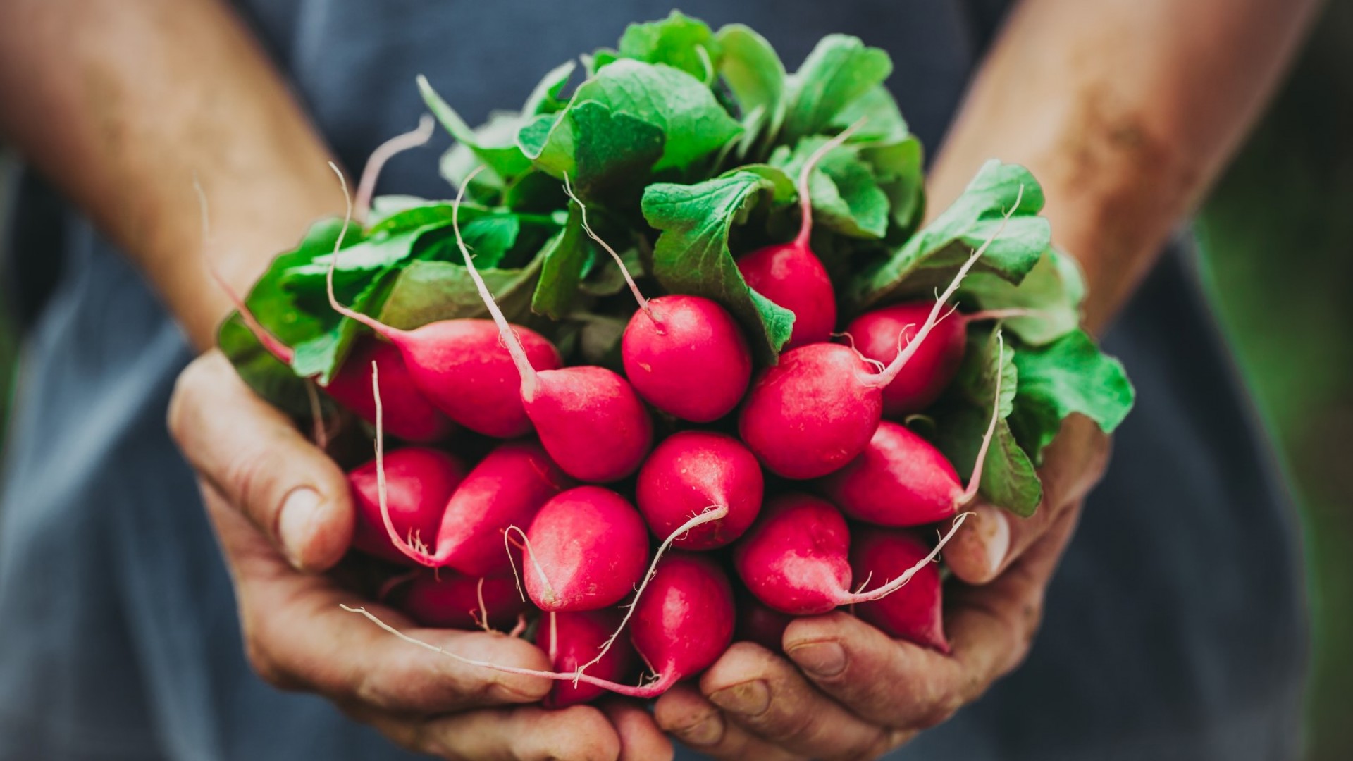 С какво репичките са толкова ценни и защо е добре да ги имаме по-често в менюто си