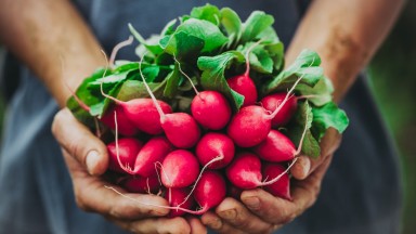 С какво репичките са толкова ценни и защо е добре да ги имаме по-често в менюто си