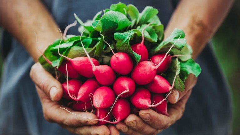 С какво репичките са толкова ценни и защо е добре да ги имаме по-често в менюто си
