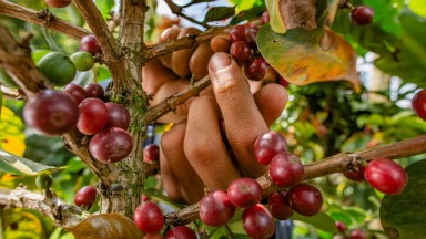 Изследване: Нови сортове кафе могат да противодействат на измененията в климата