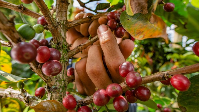 Изследване: Нови сортове кафе могат да противодействат на измененията в климата