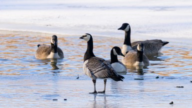 От гъска до глобален ценови ориентир: Откъде идва името на петрола "Брент"