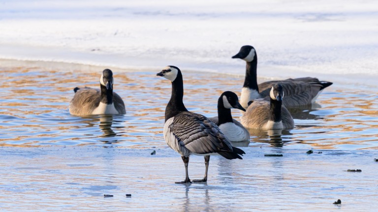 От гъска до глобален ценови ориентир: Откъде идва името на петрола "Брент"