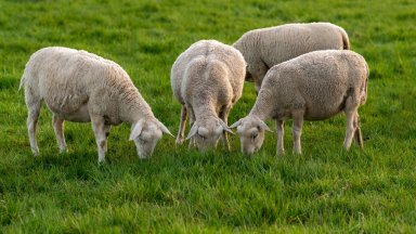 14–15 евро ще е килограм агнешко за Великден