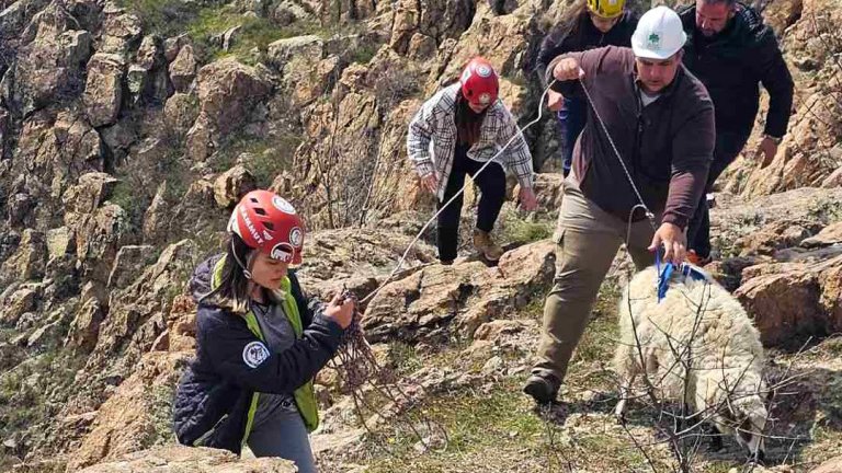 Безпрецедентна спасителна акция за овце в 400-метрова пропаст край Кърджали (снимки)