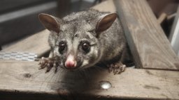 Истинско опосумче се появи в магазин за плюшени играчки на австралийско летище (снимка/видео)