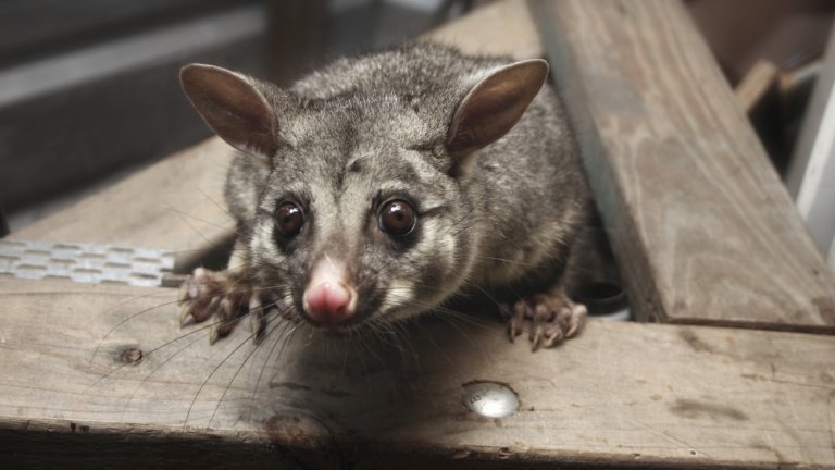 Истинско опосумче се появи в магазин за плюшени играчки на австралийско летище (снимка/видео)