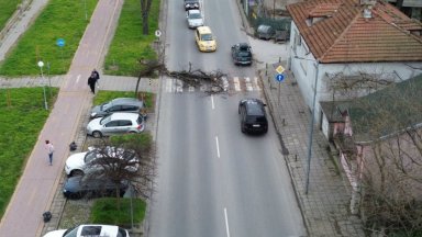 Дърво падна на пешеходна пътека на оживен булевард в Пловдив
