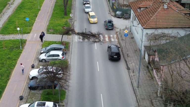 Дърво падна на пешеходна пътека на оживен булевард в Пловдив