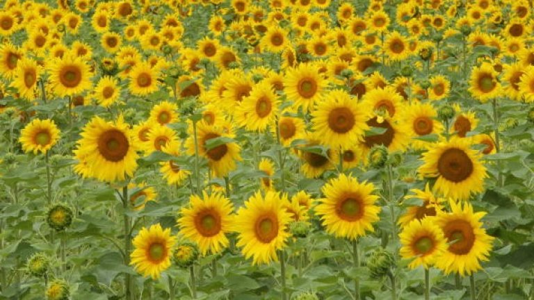 Пестициди два пъти над нормата и в третия кораб със слъчоглед от Аржентина