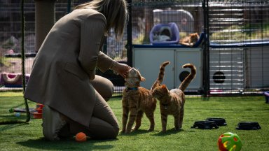 Турският парламент вече има зона за бездомните котки, живеещи на територията на комплекса