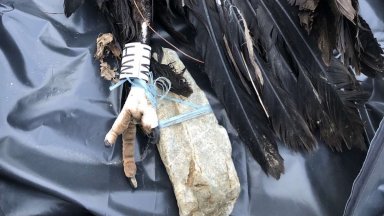 Още един защитен лешояд бе открит отровен в Родопите