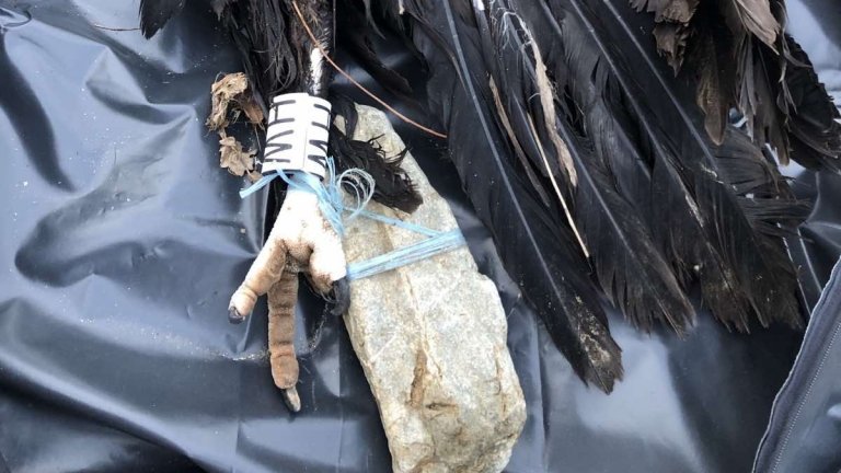 Още един защитен лешояд бе открит отровен в Родопите