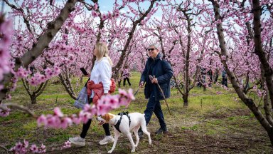 Хиляди пътуват до Гърция всяка пролет, за да се насладят на цъфтящите праскови (снимки)