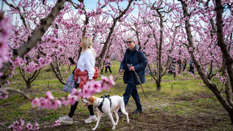 Хиляди пътуват до Гърция всяка пролет, за да се насладят на цъфтящите праскови (снимки)