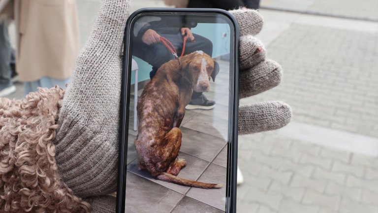 "Сканирай лапата": нова кампания за помощ на животни в риск в София (снимки)