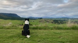 Куче оцеля седмица в гора в Нова Зеландия, преди да бъде открито и спасено с хеликоптер