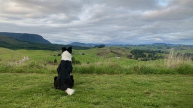 Куче оцеля седмица в гора в Нова Зеландия, преди да бъде открито и спасено с хеликоптер