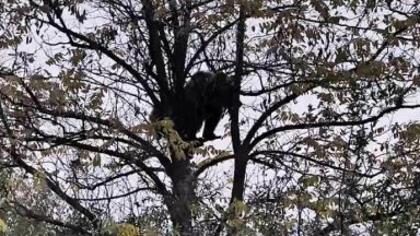 Малко мече се засели на дърво край Кричим