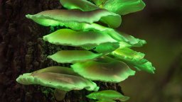 Светещи ГМО растения ще осветяват китайските паркове