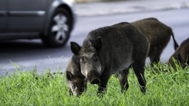 Стадо диви прасета се разходи на централен булевард в Солун (видео)