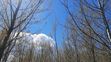 10 г. след засаждането си крайречна гора в Пловдивско ни пази от наводнения и ерозия и е подслон за биоразнообразието