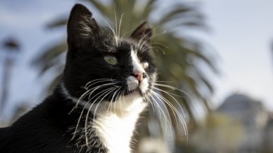 3 милиона бездомни котки са превзели улиците в Гърция (снимки)