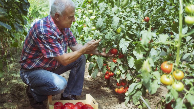 Земеделската програма на "Възраждане": Качествена местна продукция вместо зависимост от внос