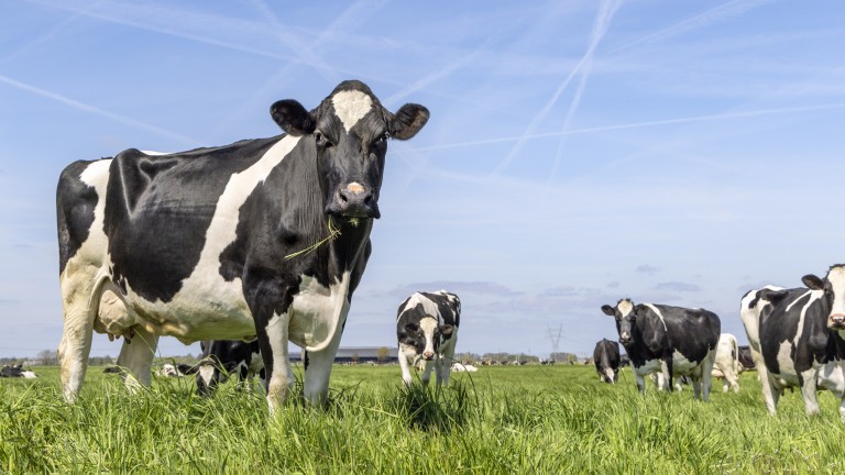 Агенцията по храните издирва 321 "изчезнали" животни от ферми в Смолянско