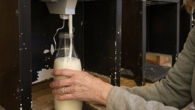 БАБХ започва проверки на целия внос на мляко в страната