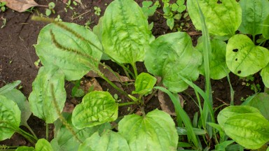 Често я подминаваме, но тази билка лекува кашлица, бронхит и помага на храносмилането