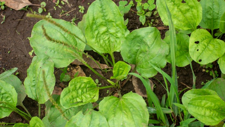 Често я подминаваме, но тази билка лекува кашлица, бронхит и помага на храносмилането