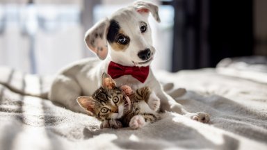 За първи път: ЕС с правила в защита на кучетата и котките от малтретиране и незаконна търговия 