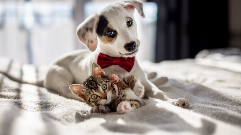 За първи път: ЕС с правила в защита на кучетата и котките от малтретиране и незаконна търговия 