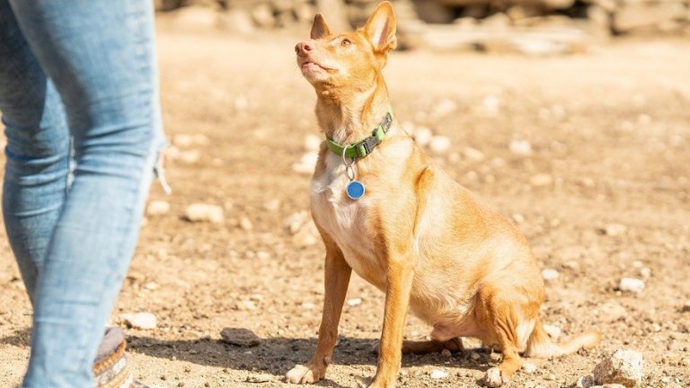 Съвети за оптимизиране на храната за вашето куче