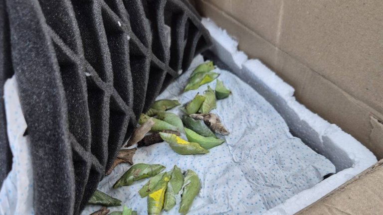 Митничари спряха нелегална екзотична пратка на "Капитан Андреево" (снимки)