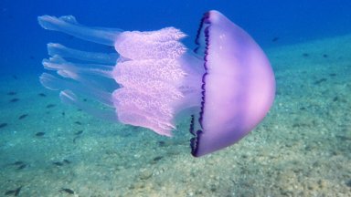 Силно токсични лилави медузи се появиха в Егейско море