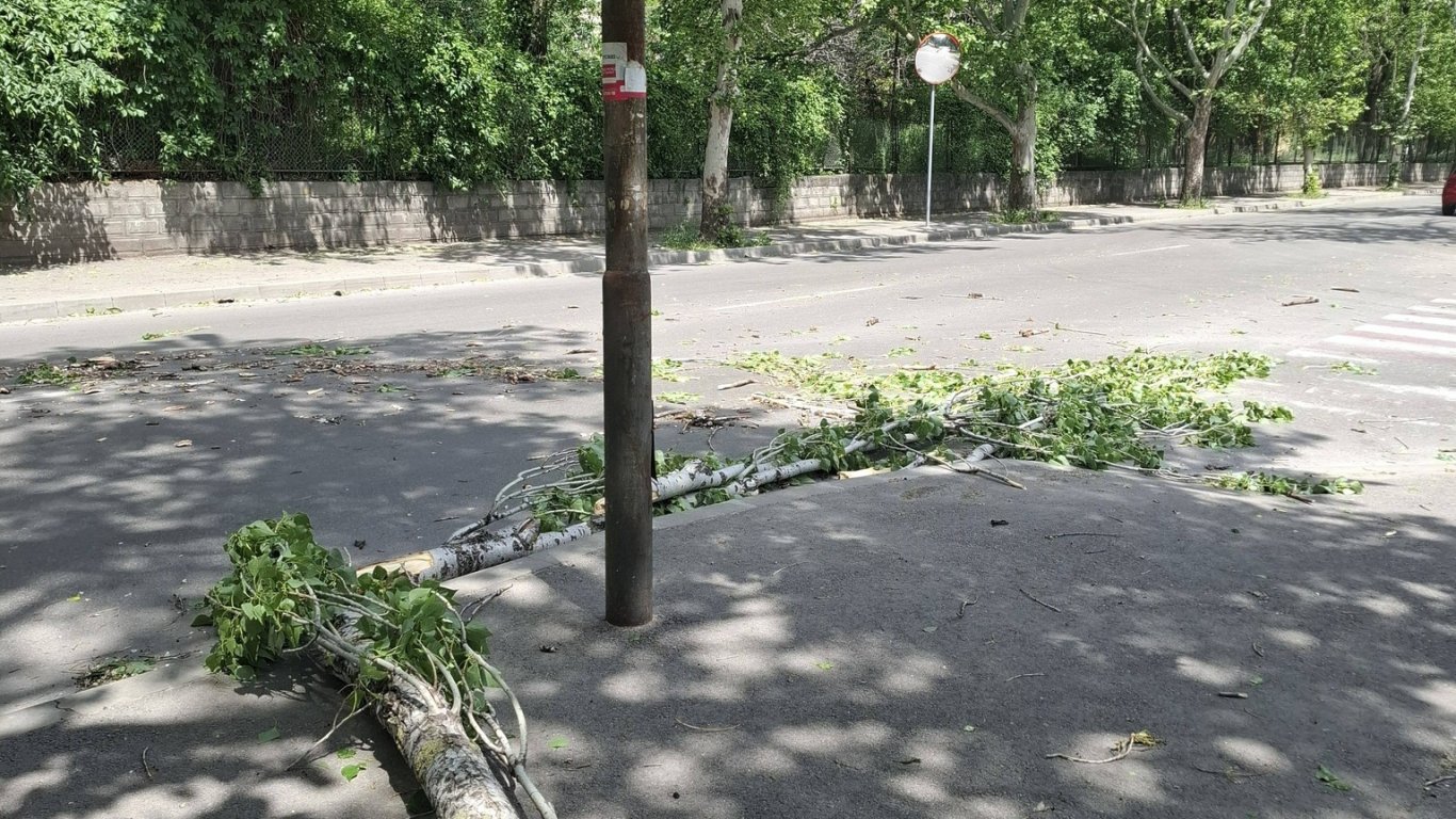 Инциденти с паднали дървета и клони в Русе след силен вятър