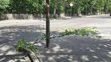 Бурен вятър прекърши клони и дървета в Русенско 