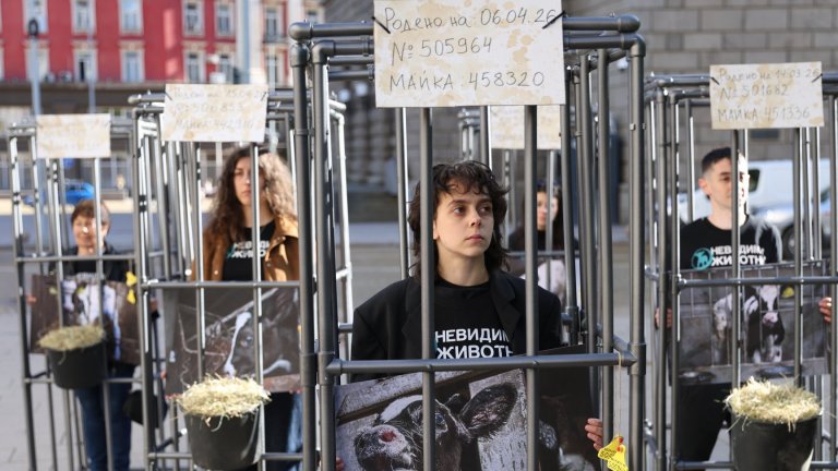 Активисти влязоха в клетки пред парламента в защита на телетата (снимки)