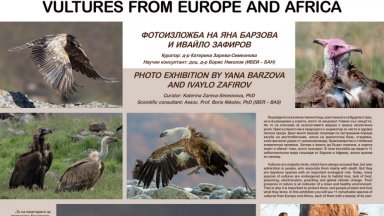 Зоологическата градина в София организира "Ден на лешоядите"